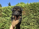 Polis Köpeği Alman Kurdu Yavrular