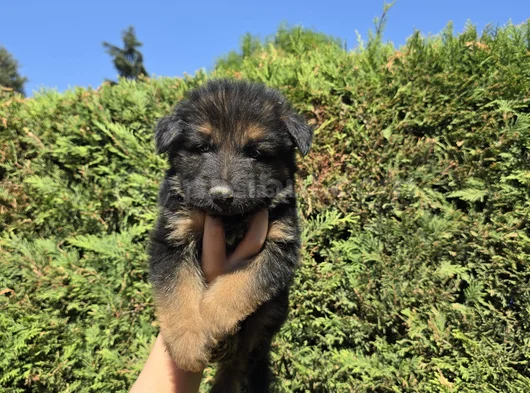 Polis Köpeği Alman Kurdu Yavrular görsel