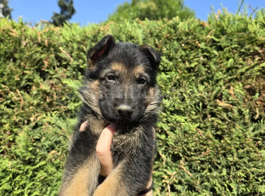 Polis Köpeği Alman Kurdu Yavrular görsel