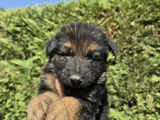 Polis Köpeği Alman Kurdu Yavrular
