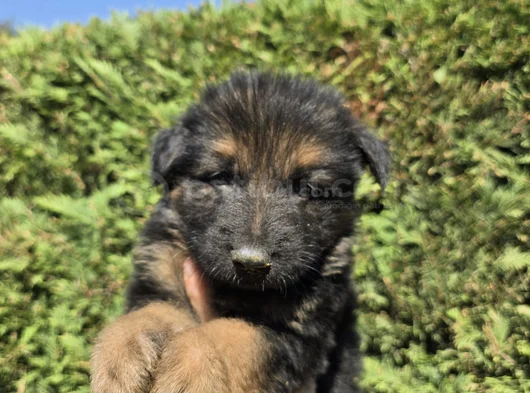 Polis Köpeği Alman Kurdu Yavrular görsel