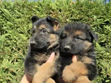 Polis köpeği Alman Kurdu Yavrular