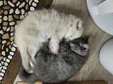 Ucretsiz British Shorthair Bebegimize Yuva Arıyoruz