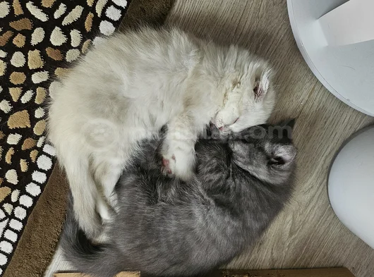 Ucretsiz British Shorthair Bebegimize Yuva Arıyoruz görsel