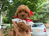Red Brown Toy Poodle Mağazamızdan Sizlere