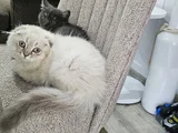 Ucretsiz british shorthair bebegimize yuva arıyoruz