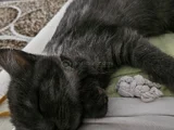 Ucretsiz British Shorthair Bebegimize Yuva Arıyoruz
