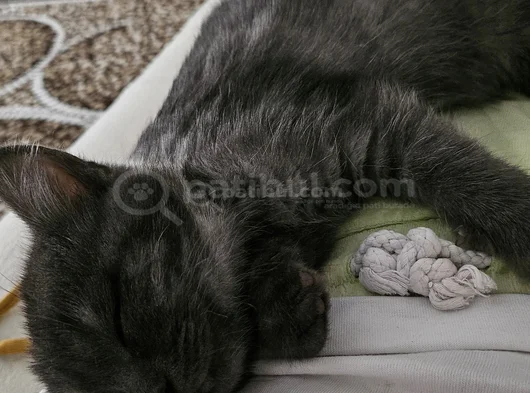 Ucretsiz British Shorthair Bebegimize Yuva Arıyoruz görsel