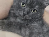 Ucretsiz British Shorthair Bebegimize Yuva Arıyoruz