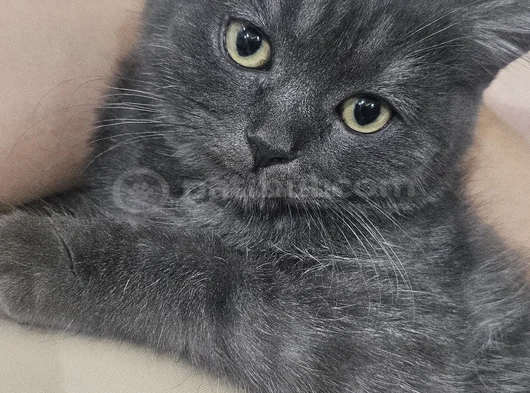 Ucretsiz British Shorthair Bebegimize Yuva Arıyoruz görsel