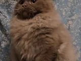 Kahverengi Bri̇ti̇sh Longhai̇r Yavru Erkek