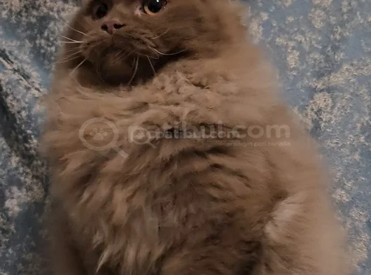 Kahverengi Bri̇ti̇sh Longhai̇r Yavru Erkek görsel