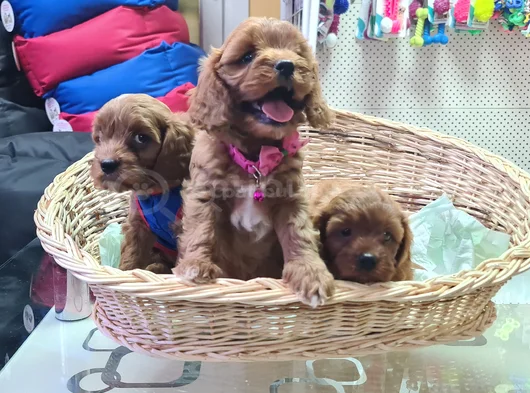 Kizil Renklerde Müthi̇ş Güzelli̇kte Cavapoo Yavrular görsel