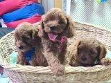 Kizil Renklerde Müthi̇ş Güzelli̇kte Cavapoo Yavrular
