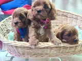 Kizil Renklerde Müthi̇ş Güzelli̇kte Cavapoo Yavrular