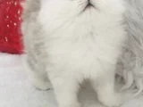 Uzun Tüylü Bebeklerim