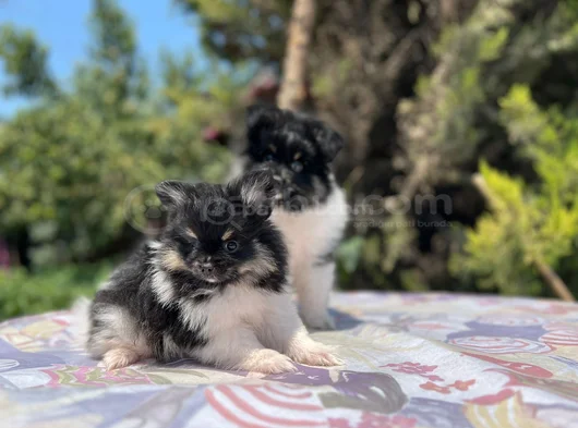 Tea Cup Panda Pomeranian Yavru görsel