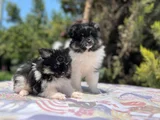 Tea Cup Panda Pomeranian Yavru