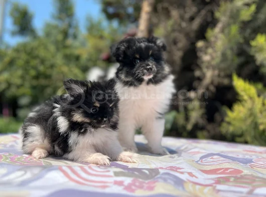Tea Cup Panda Pomeranian Yavru görsel