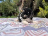 Tea Cup Panda Pomeranian Yavru