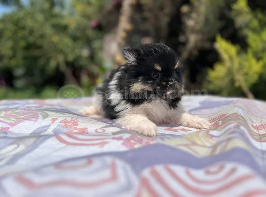 Tea Cup Panda Pomeranian Yavru görsel