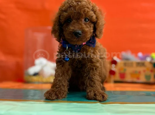 Çok Nadir Red Brown Mini Poodle Bebekler görsel