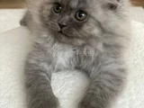 Persian Chinchilla Erkek Yavru
