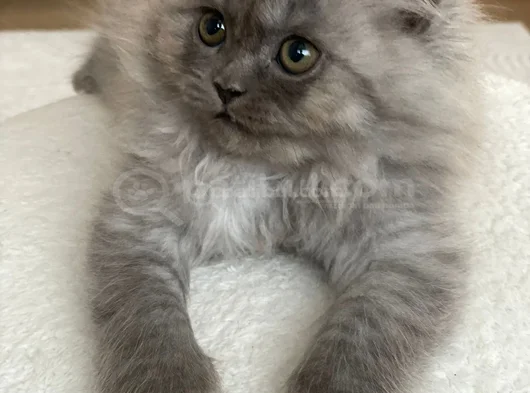 Persian Chinchilla Erkek Yavru görsel