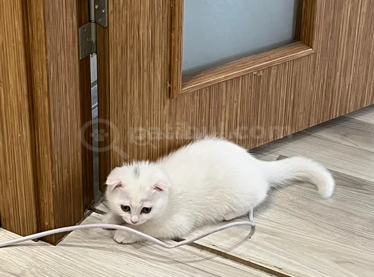 2 Aylık Scotish Fold görsel