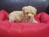 Her Boy Ve Her Renk Orji̇nal Gerçek Malti̇poo Yavrular