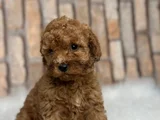 HER RENK HER BOY ORJİNAL TOY POODLE YAVRULAR