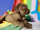 HER RENK ORJİNAL LABRADOR RETRİEVER YAVRULAR