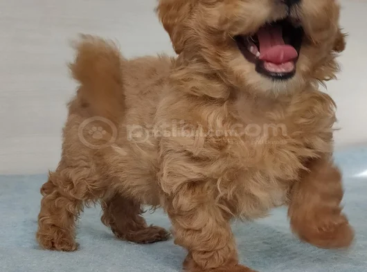 Her Boy Ve Her Renk Orji̇nal Gerçek Malti̇poo Yavrular görsel