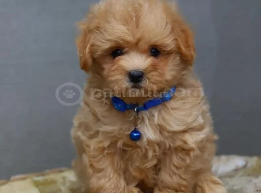 Her Boy Ve Her Renk Orji̇nal Gerçek Malti̇poo Yavrular görsel
