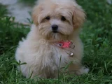HER BOY VE HER RENK ORJİNAL GERÇEK MALTİPOO YAVRULAR