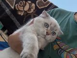 Ücretsiz Yavru Kedi Sahiplendirme  Sorumluluk Şartlı