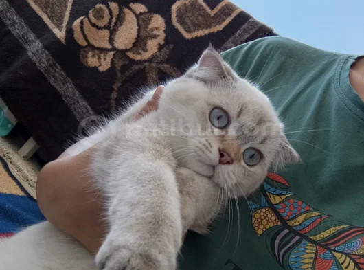 Ücretsiz Yavru Kedi Sahiplendirme  Sorumluluk Şartlı