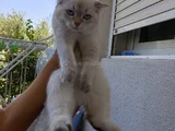 Ücretsiz Yavru Kedi Sahiplendirme  Sorumluluk Şartlı