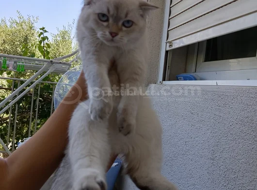 Ücretsiz Yavru Kedi Sahiplendirme  Sorumluluk Şartlı görsel