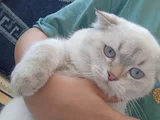 Ücretsiz Yavru Kedi Sahiplendirme  Sorumluluk Şartlı