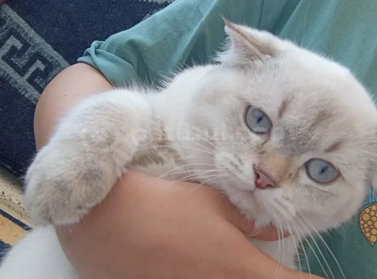 Ücretsiz Yavru Kedi Sahiplendirme  Sorumluluk Şartlı görsel