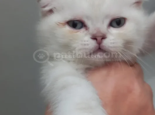 Top Surat Pamuklar Tesli̇me Hazir görsel