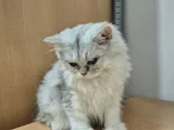 5 Aylık Yavrularımız Yeni Yuvalarını Arıyor