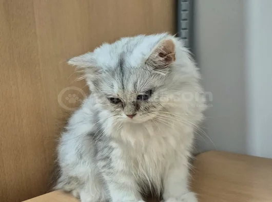 5 Aylık Yavrularımız Yeni Yuvalarını Arıyor görsel