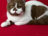 Koca Kafa Cinnamon Bicolor