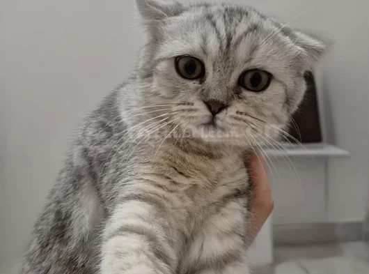 5 Aylık Yavrularımız Yeni Yuvalarını Arıyor