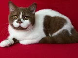 Koca Kafa Cinnamon Bicolor