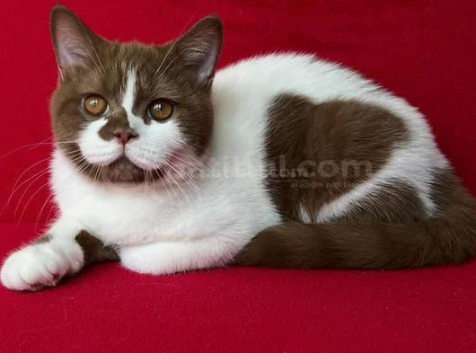 Koca Kafa Cinnamon Bicolor görsel