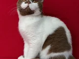 Koca Kafa Cinnamon Bicolor