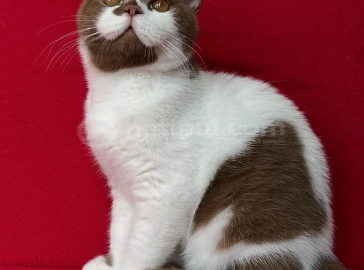 Koca Kafa Cinnamon Bicolor görsel